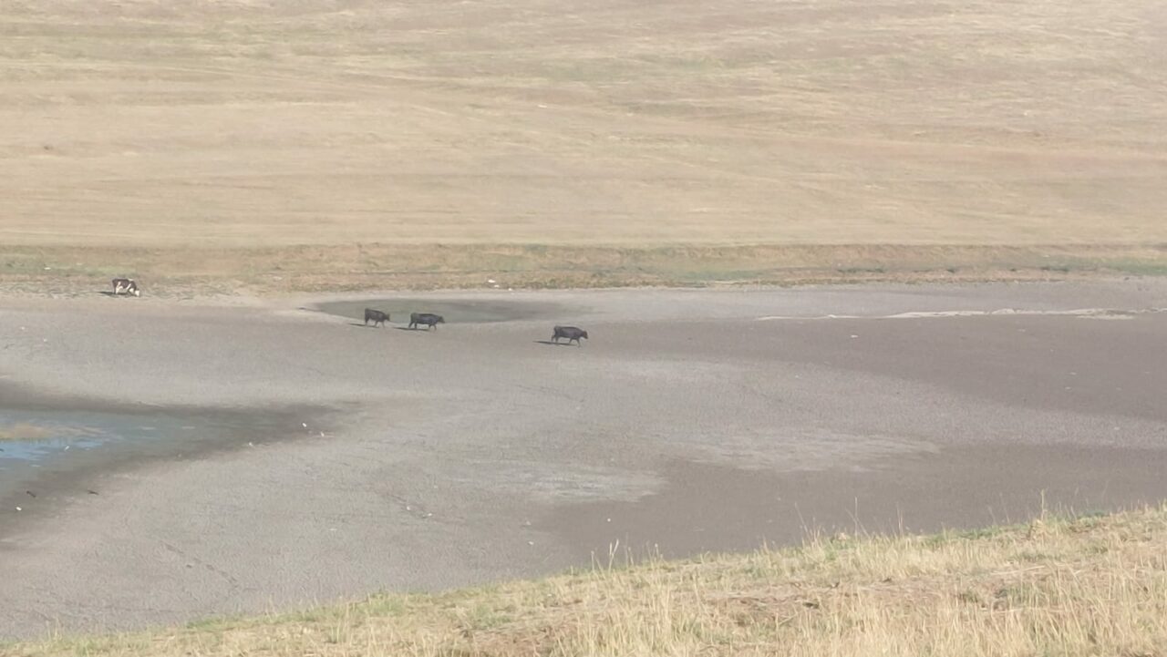 Efectele caniculei și lipsa de precipitații au secat un lac din Olt
