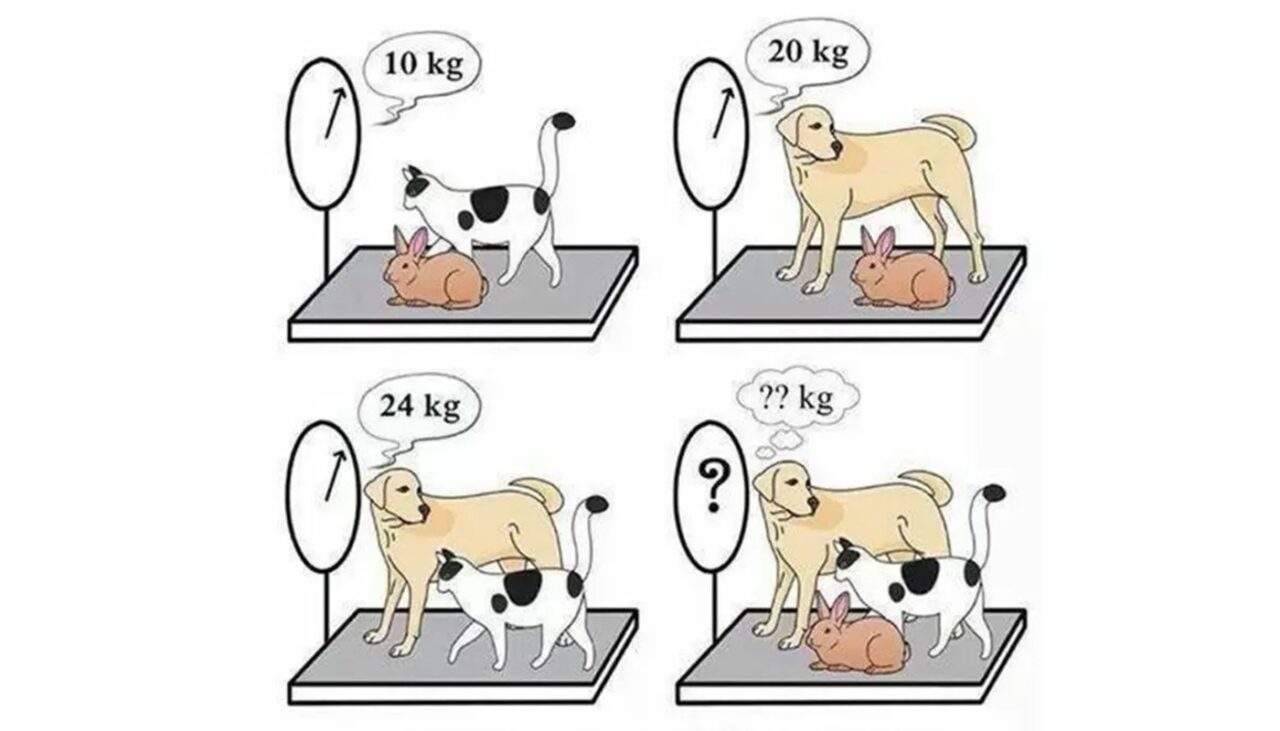 Test de inteligență | Câte kilograme au câinele, pisica și iepurele, împreună?