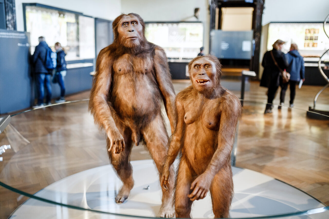 Misterul dispariției Australopitecilor: Victime ale lui Homo habilis sau ale schimbărilor climatice? S-a descoperit cum ar fi murit LUCY