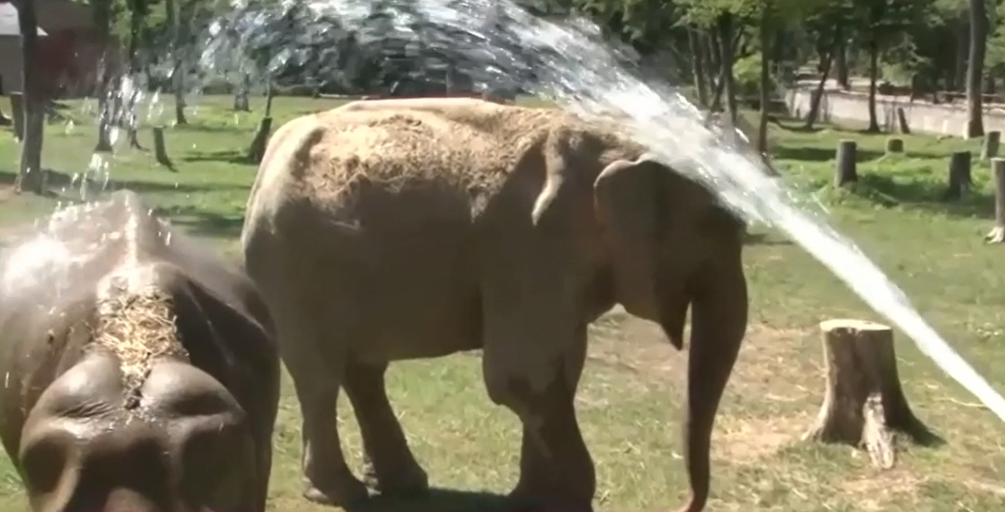 Răsfăț răcoros, în plină caniculă, la ZOO Târgu Mureș. Animalele primesc înghețată sau fructe reci și au parte de dușuri zilnice
