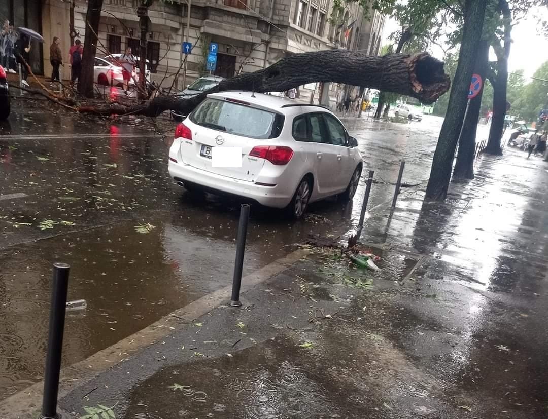 FURTUNA din București a doborât mai mulți copaci și unii au căzut pe firele electrice, iar alții pe mașini. ISU-BIF a anunțat ce zone au fost afectate