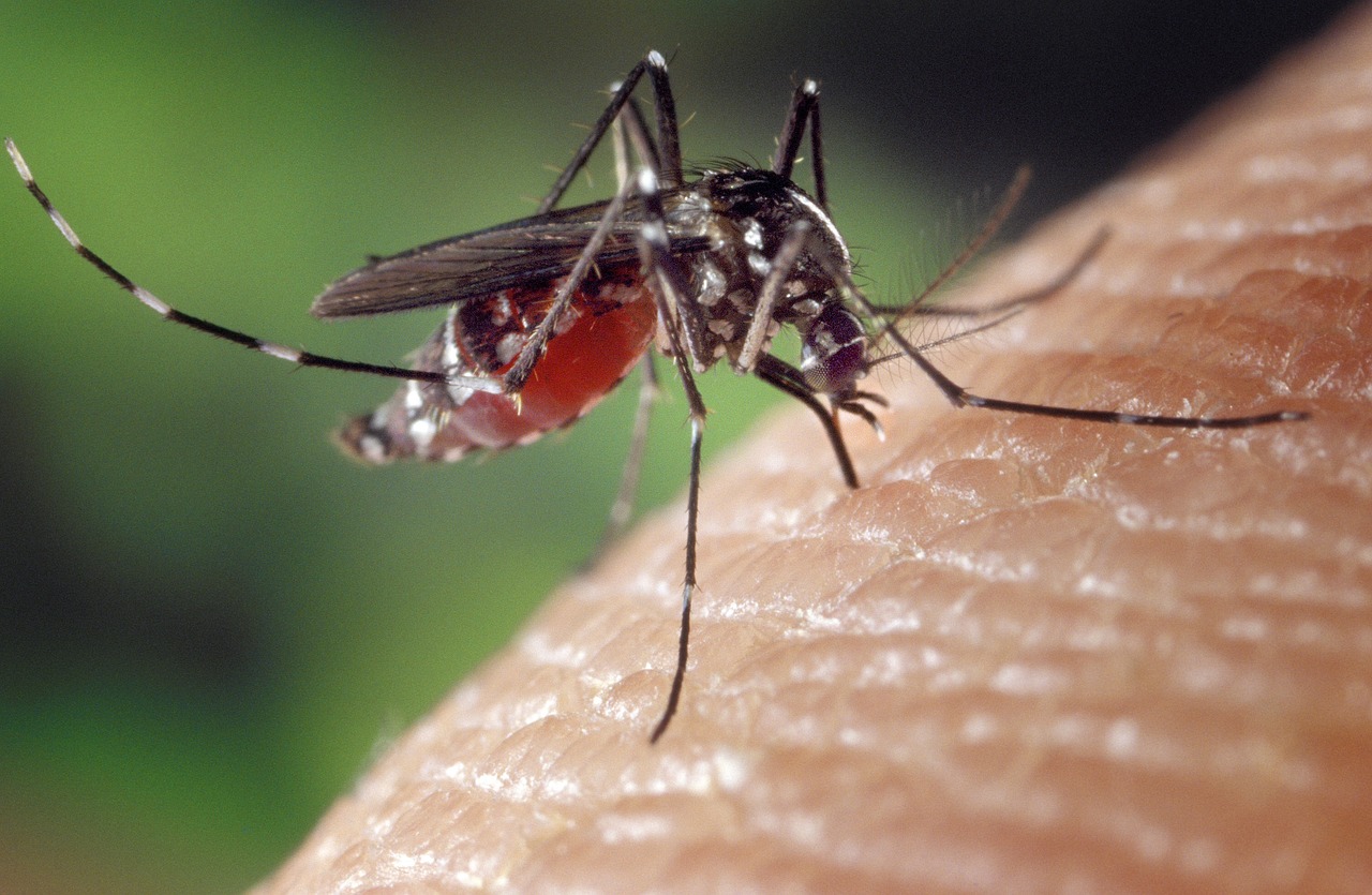 Virusul West Nile face ravagii. Încă o persoană din Suceavă și-a pierdut viața