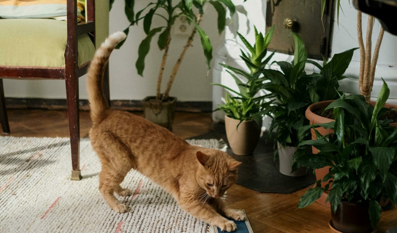 Unde este bine să pui plantele cât timp ești în concediu. Trucuri care îți vor salva florile