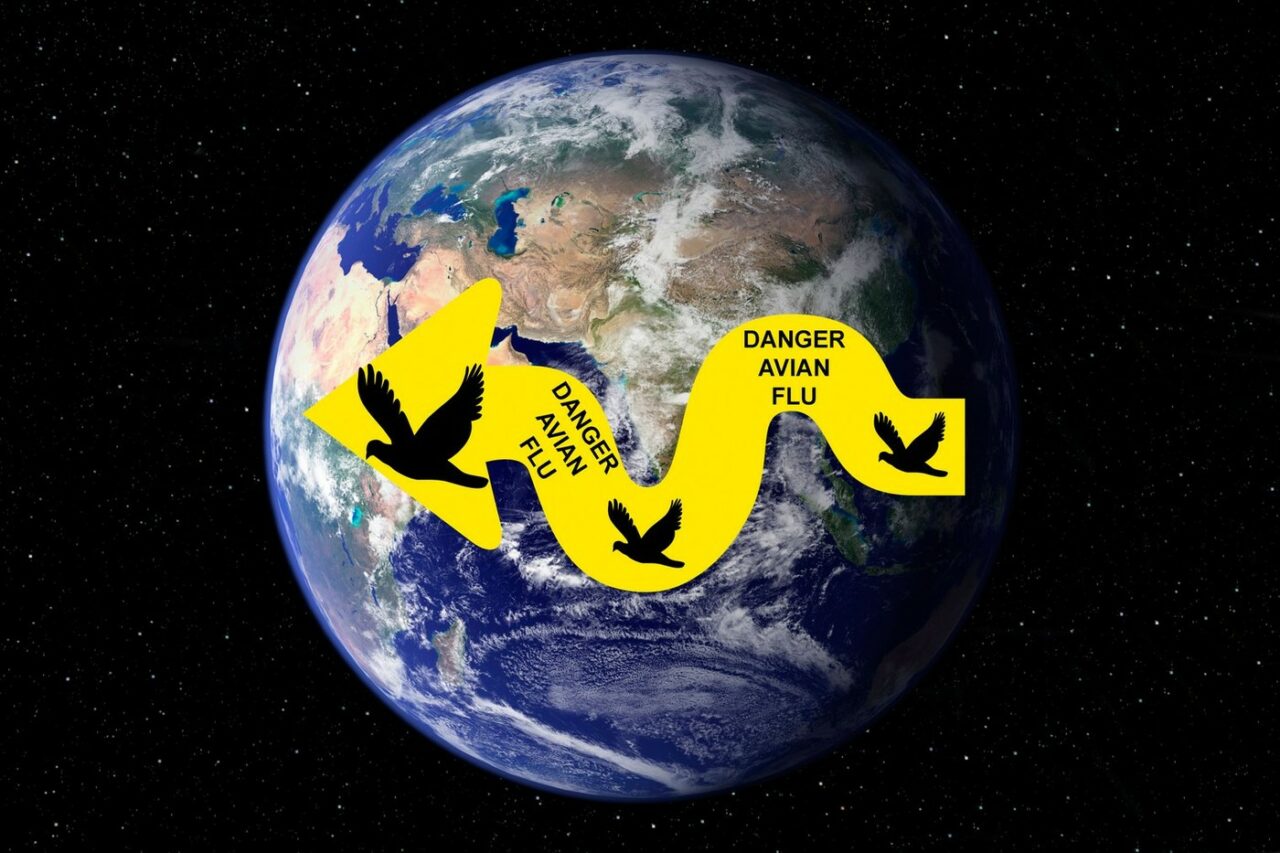 Gripa aviară evoluează ALARMANT în Asia. ONU preconizează noi MUTAȚII periculoase ale virusului