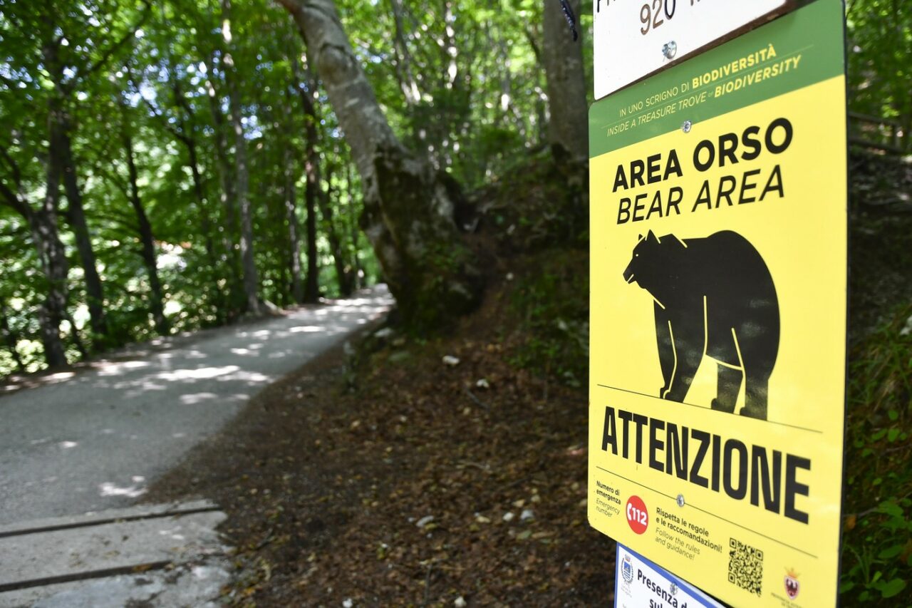 Problema URȘILOR depășește granițele României. Împușcarea unui exemplar în ITALIA scandalizează activiștii pentru drepturile animalelor