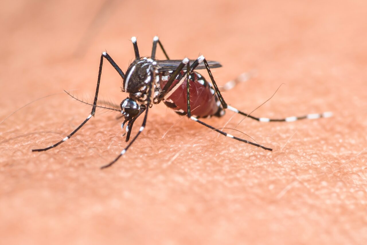 Primul caz de infectare cu WEST NILE din acest sezon a fost depistat în București
