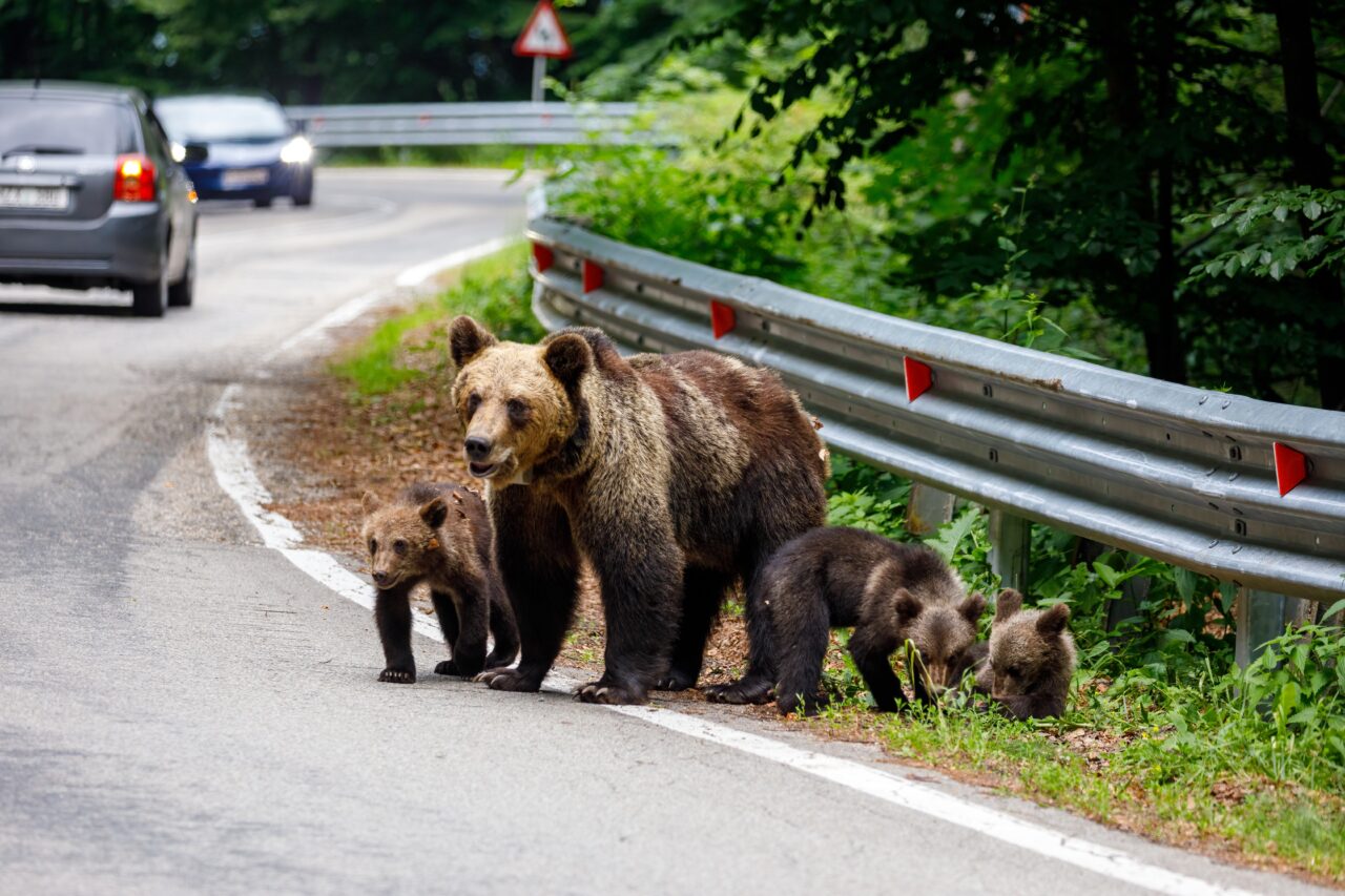 Propunere: Închisoare de 3 LUNI pentru românii care hrănesc urșii. Turiștii români, filmați în flagrant cum încalcă legea