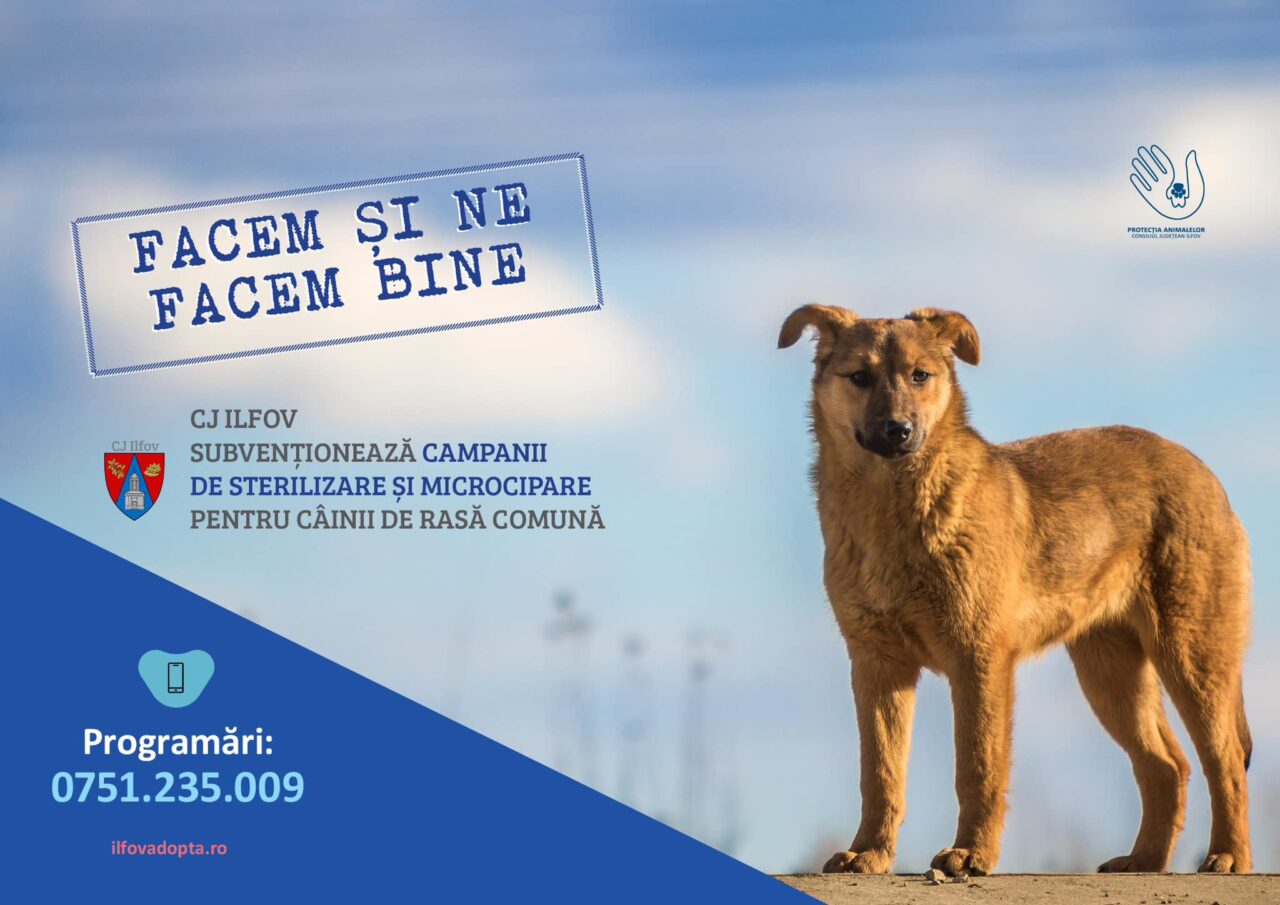 Consiliul Județean ILFOV promovează o nouă campanie de STERILIZARE gratuită a animalelor fără STĂPÂN