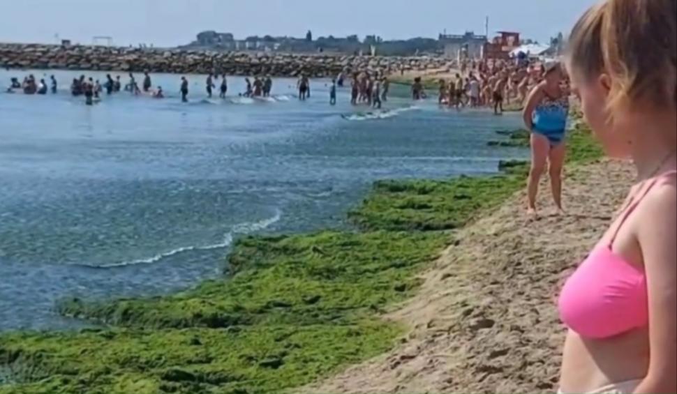 Turiștii sunt nemulțumiți de marea de ALGE de pe litoralul românesc. Oamenii fac slalom printre ele, ca să intre sau să iasă din apă
