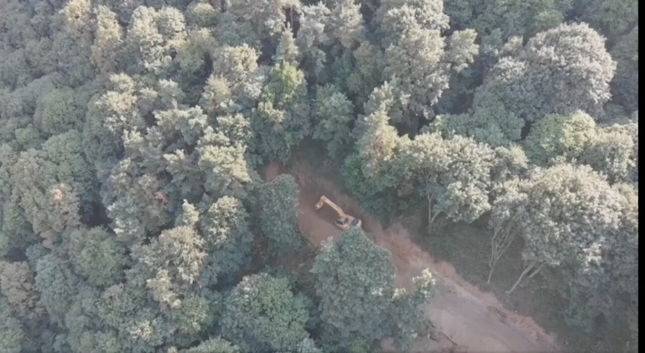 În șase zile, constructorii au defrișat 23% din pădurea aflată în zona critică de pe Valea Oltului