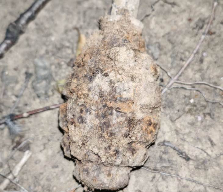 A căutat comori și a dat peste 3 GRENADE/Pirotehniștii fac verificări în zonă