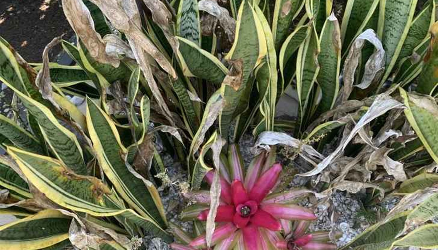 viral optical phantasm | Discover the cat hidden on this image in 9 seconds or much less