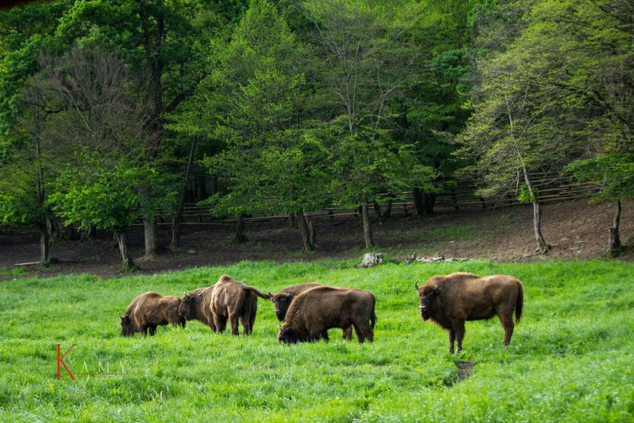 REZERVAȚIA naturală ce atrage tot mai mulți turiști străini. O istorie fascinantă și experiențe unice