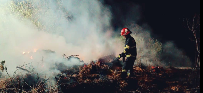 Giurgiu. Plantație de arbori Paulownia, distrusă de un INCENDIU provocat de o țigară