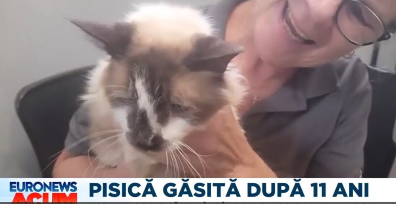 Motan găsit după 11 ani. O asociație l-a descoperit lângă tomberoane, la un kilometru de casa stăpânei