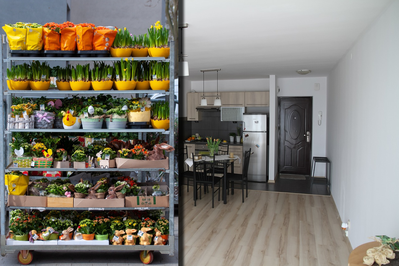 Cum îngrijești planta de apartament care e un MAGNET pentru bani. Ce să faci ca să ai parte de prosperitate financiară