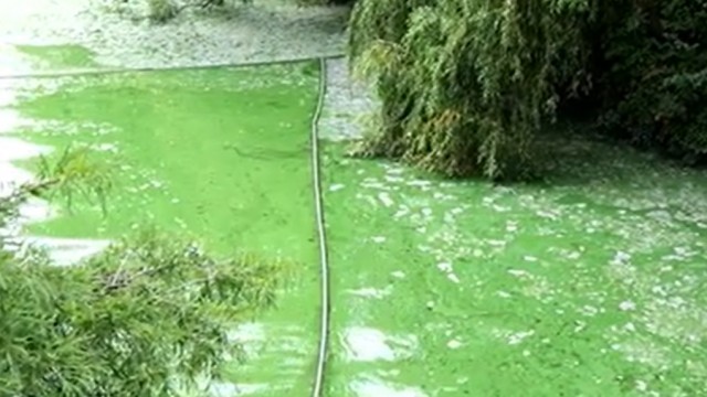 Lacul Herăstrău, precum Marea Neagră: este plin de ALGE, iar oamenii de plâng de mirosul înţepător. Când spun autorităţile că vor rezolva problema