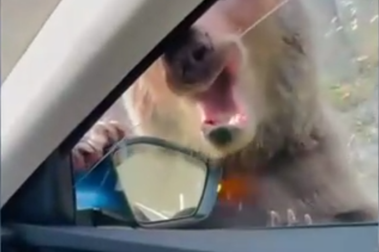 Moment terifiant pe Transfăgărășan. Un URS a atacat o mașină, mușcând geamul pasagerului din dreapta. Ministrul Mediului anunță măsuri drastice