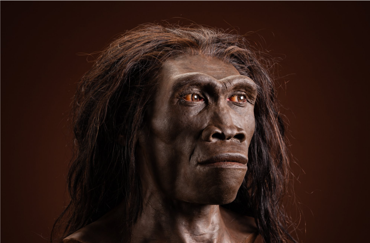 HOMO ERECTUS, specia umană care a existat 2 milioane de ani, ar fi dispărut din cauza schimbărilor climatice, dar și pentru că era prea „leneșă”