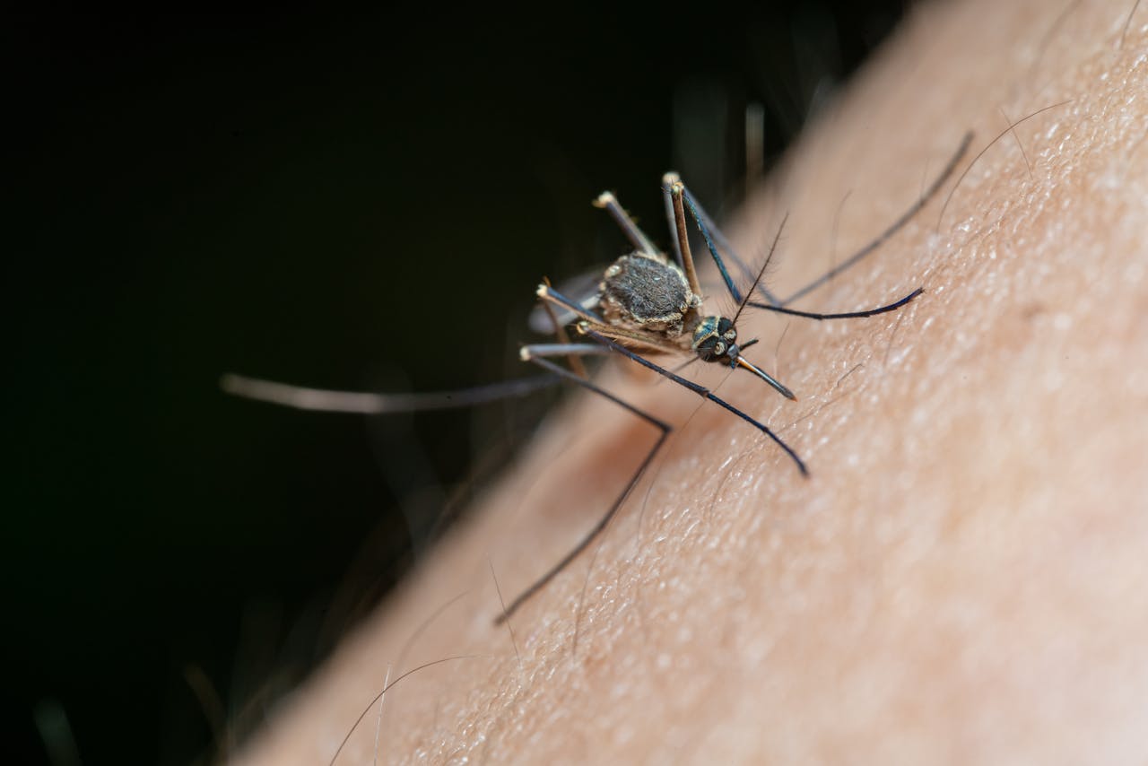 Al doilea caz de INFECTARE cu virusul West Nile a fost confirmat în România