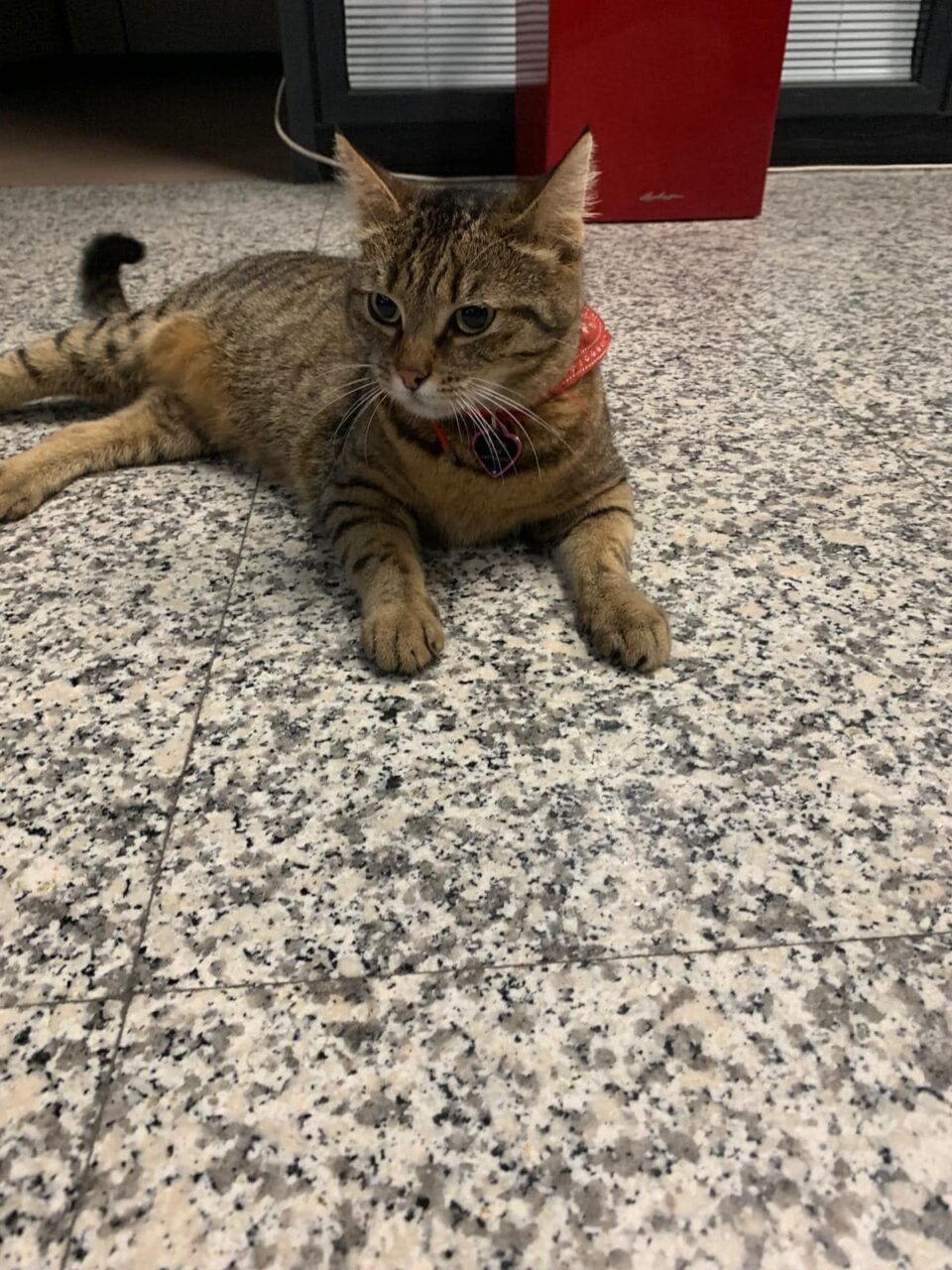 Dispariția pisicuței Vasi, mascota Aeroportului Otopeni, a provocat isterie pe rețelele de socializare. Ce s-a întâmplat cu „RĂPITORII” felinei