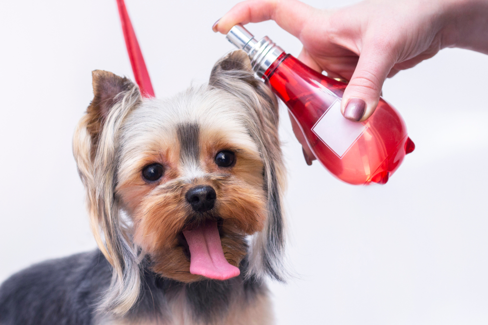 Un celebru brand italian a lansat un PARFUM de lux pentru căței. Produsul a stârnit controverse în rândul medicilor veterinari