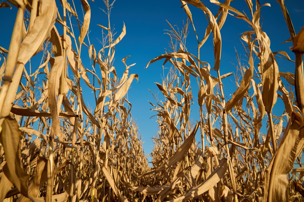 Agricultura României, sub asediul SECETEI. Recoltele, decimate de valul de căldura istoric