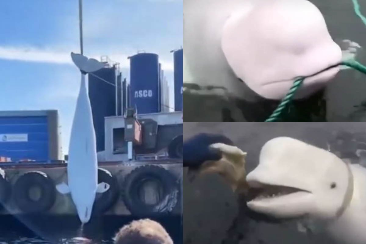 Un delfin alb a fost găsit mort în largul coastei norvegiene. „Hvaldimir” era suspectat că ar fi fost un spion al rușilor
