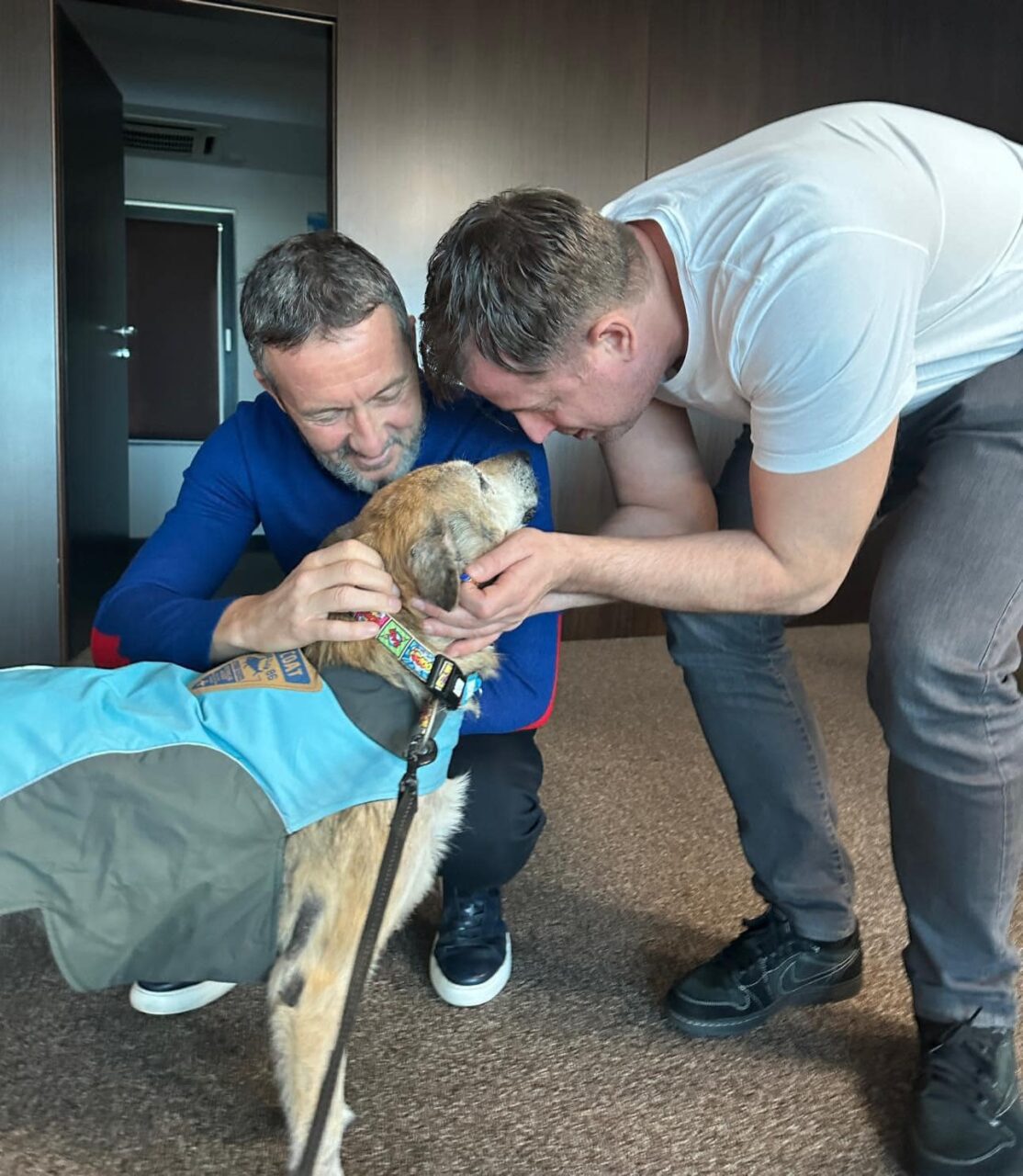 (P) Consiliul Județean Ilfov a lansat o PLATFORMĂ pentru adopții de ANIMALE fără stăpân, din județ