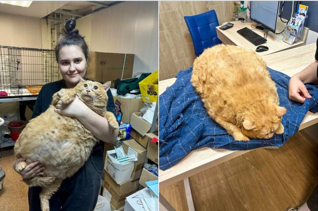 Motanul „Firimituri”, cunoscut și sub numele de „Garfield din Rusia”, a intrat la DIETĂ și face sport pentru a slăbi / Cum a ajuns la 17 kilograme