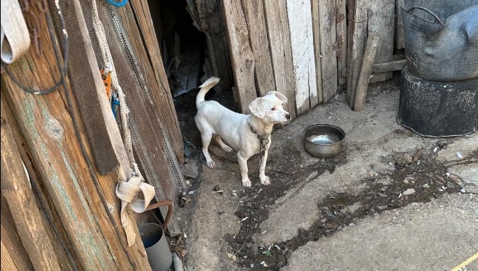 Mesaj important de la Protecția Animalelor: „Dezlegați-vă CÂINII. Numai așa se pot salva, în caz de inundații”