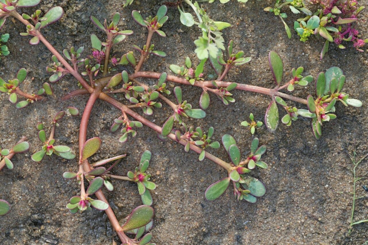 PLANTA miraculoasă pe care românii o văd drept o „buruiană”. Este o adevărată comoară pentru sănătate. Străinii plătesc bani grei să o cumpere