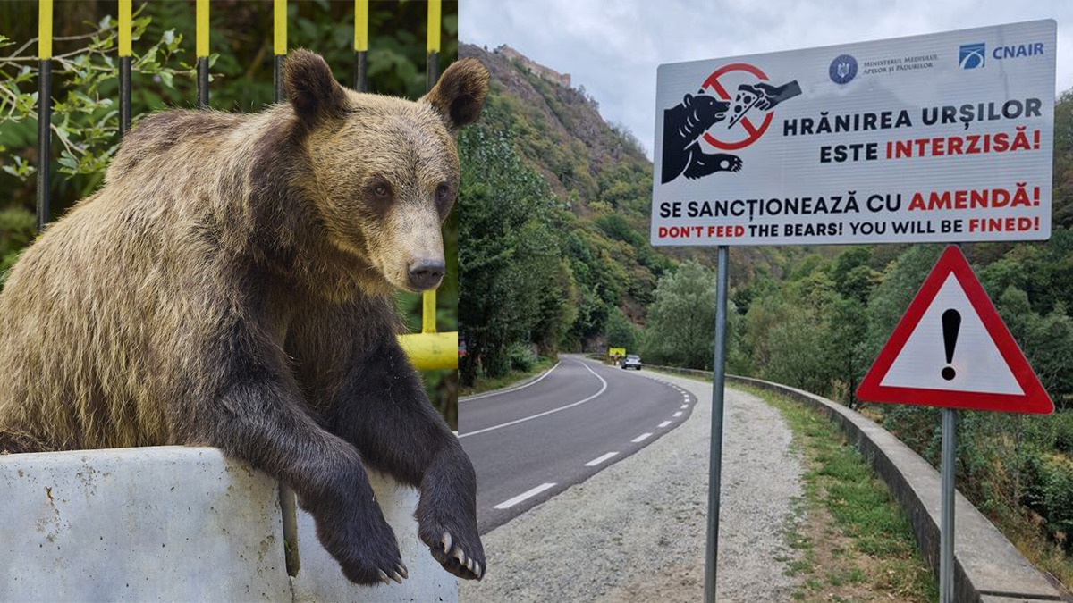Lege de protecție a urșilor și a oamenilor, propusă de doi deputați ai PSD: „Ursul nu e jucărie – păstrează distanța, respectă natura”