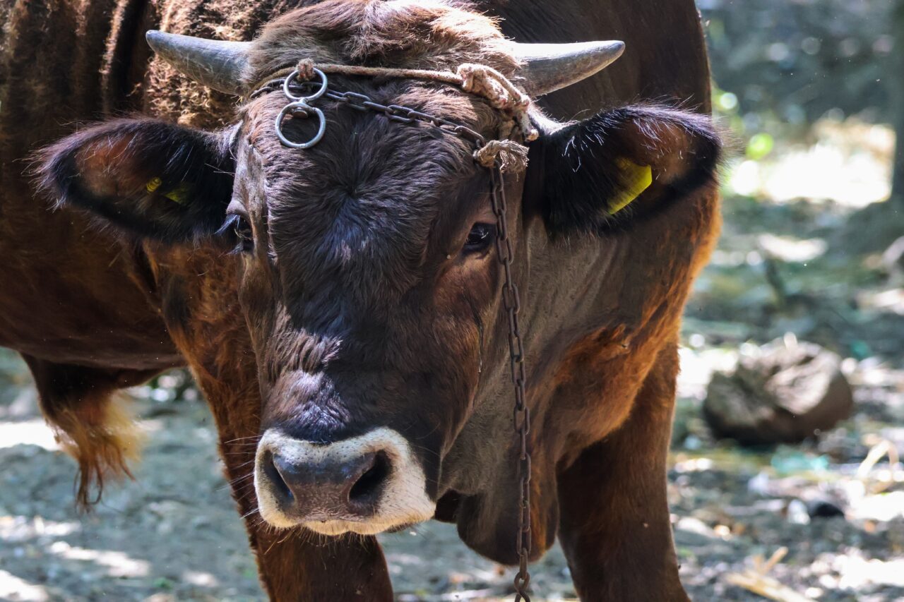 Om ucis de un TAUR scăpat din arenă. Taurul a mai rănit 3 oameni