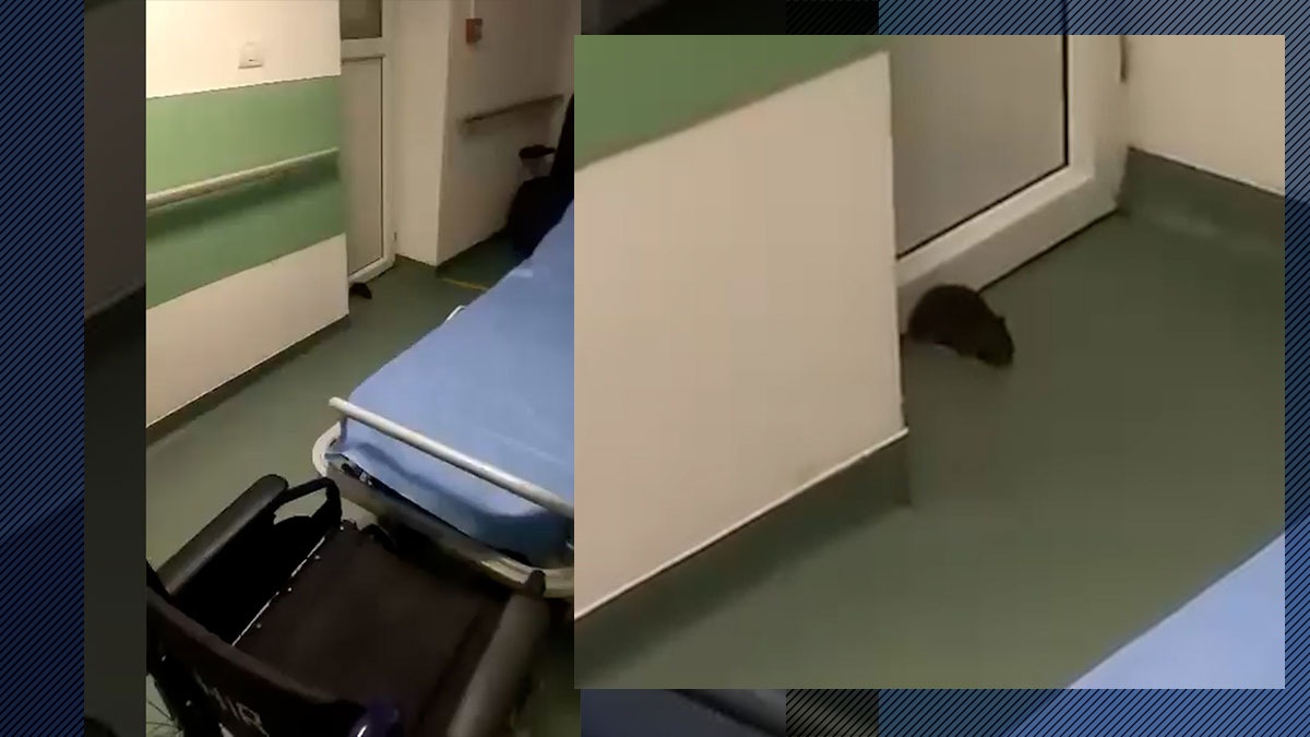 Inedit. Un ȘOBOLAN REZIDENT în Spitalul din Sânnicolau Mare a fost ucis de un coleg de cameră, un pacient uman