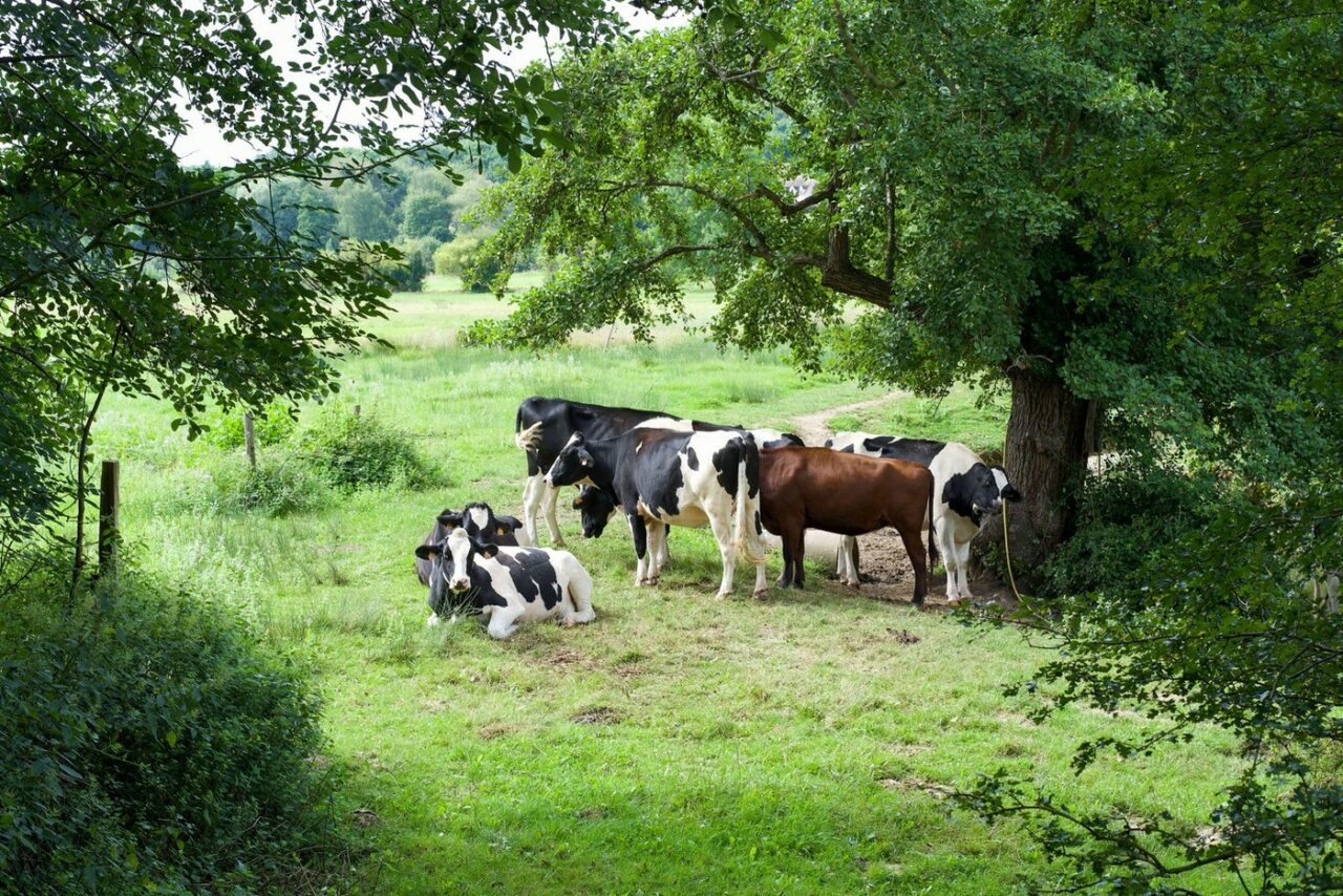 Fenomen extrem de RAR la o fermă din România. Văcuța Jojo din rasa Holstein este una la 100.000!