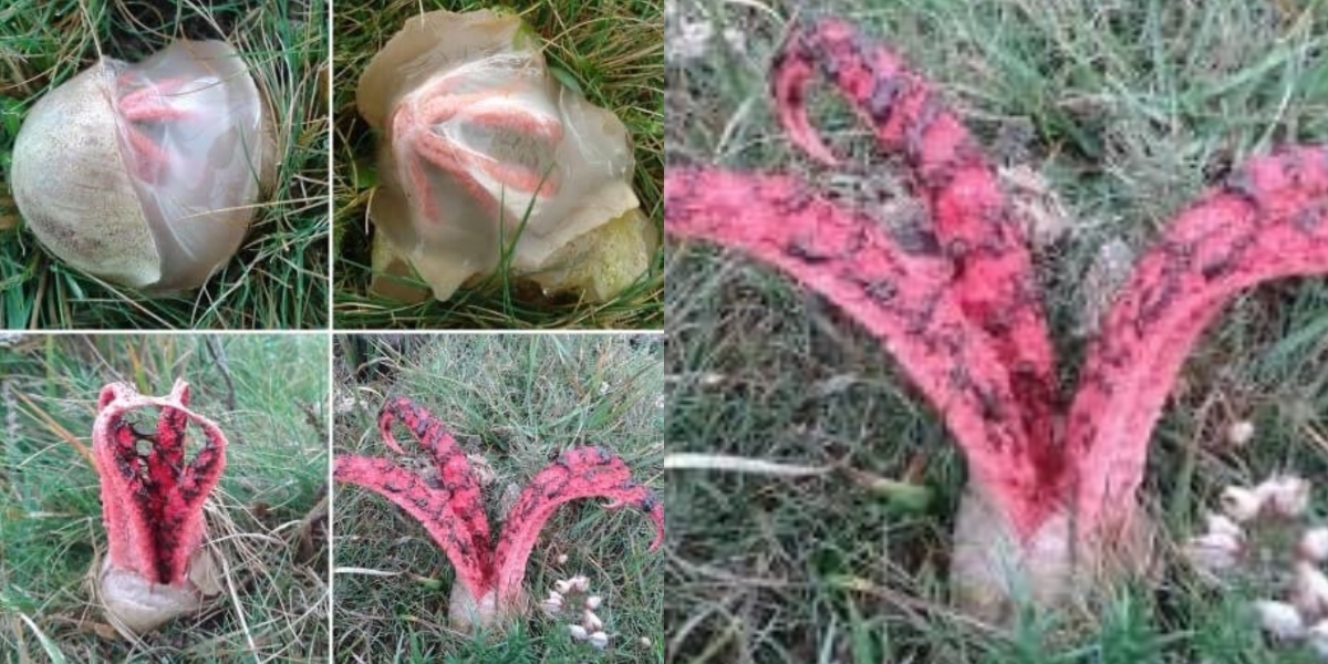 O ciudățenie a naturii. Ciuperca „Degetele DIAVOLULUI” miroase a carne în putrefacție și arată ca o „mână ce iese dintr-un mormânt”