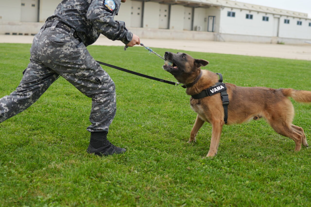 Echipele canine ale vameșilor din Ucraina, la perfecționare în România. „Unul dintre cele mai eficiente instrumente de prevenire a traficului ilegal”
