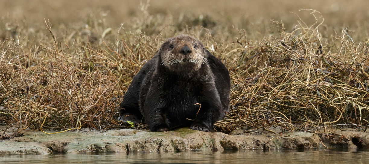 Acțiunile de CONSERVARE au un impact pozitiv asupra biodiversității: „Eforturile trebuie extinse, înainte de a fi pra târziu”