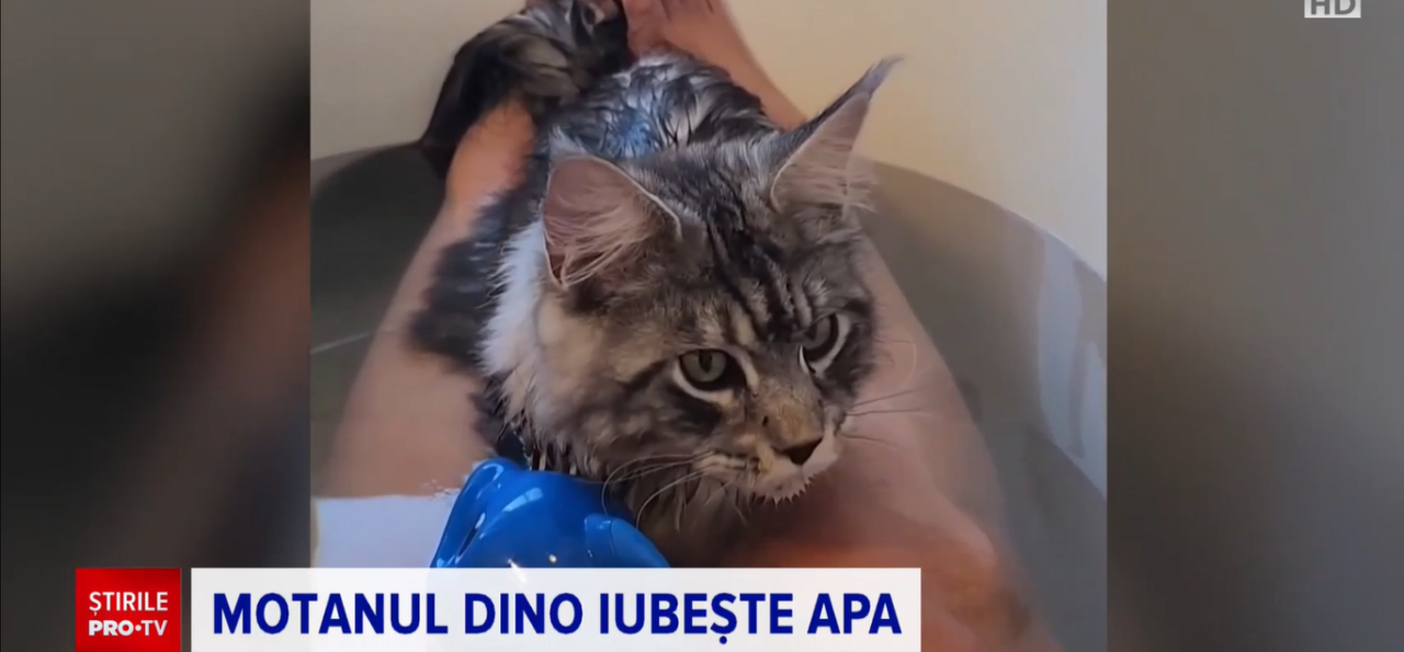 MOTANUL, ce adoră să se joace în cada plină cu apă. Felina a devenit vedetă pe internet