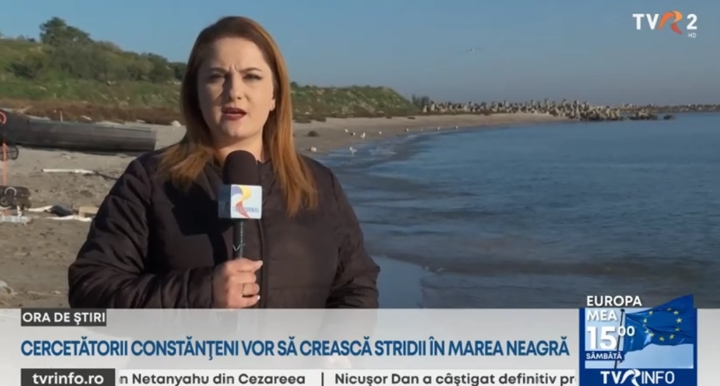 Stridii japoneze, plantate în Marea Neagră, pentru prima dată. Care este scopul proiectului