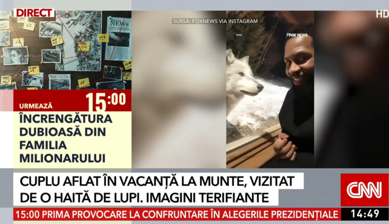 Un cuplu aflat in vacanță la munte in Canada s-a trezit cu o haită de lupi la ușă. Animalele nu erau violente