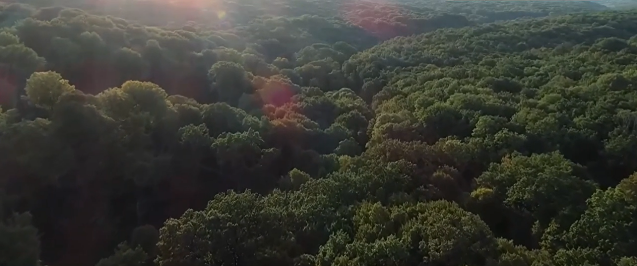 Unde ar putea fi primul parc natural din regiunea Moldovei. Peste 36.000 de oameni au semnat deja o PETIȚIE pentru a salva o pădure de la defrișări