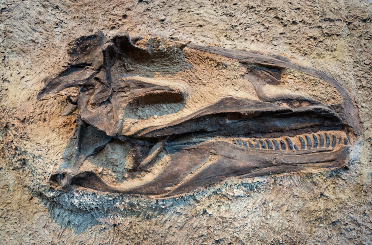 O nouă specie de DINOZAUR a fost descoperită în Spania