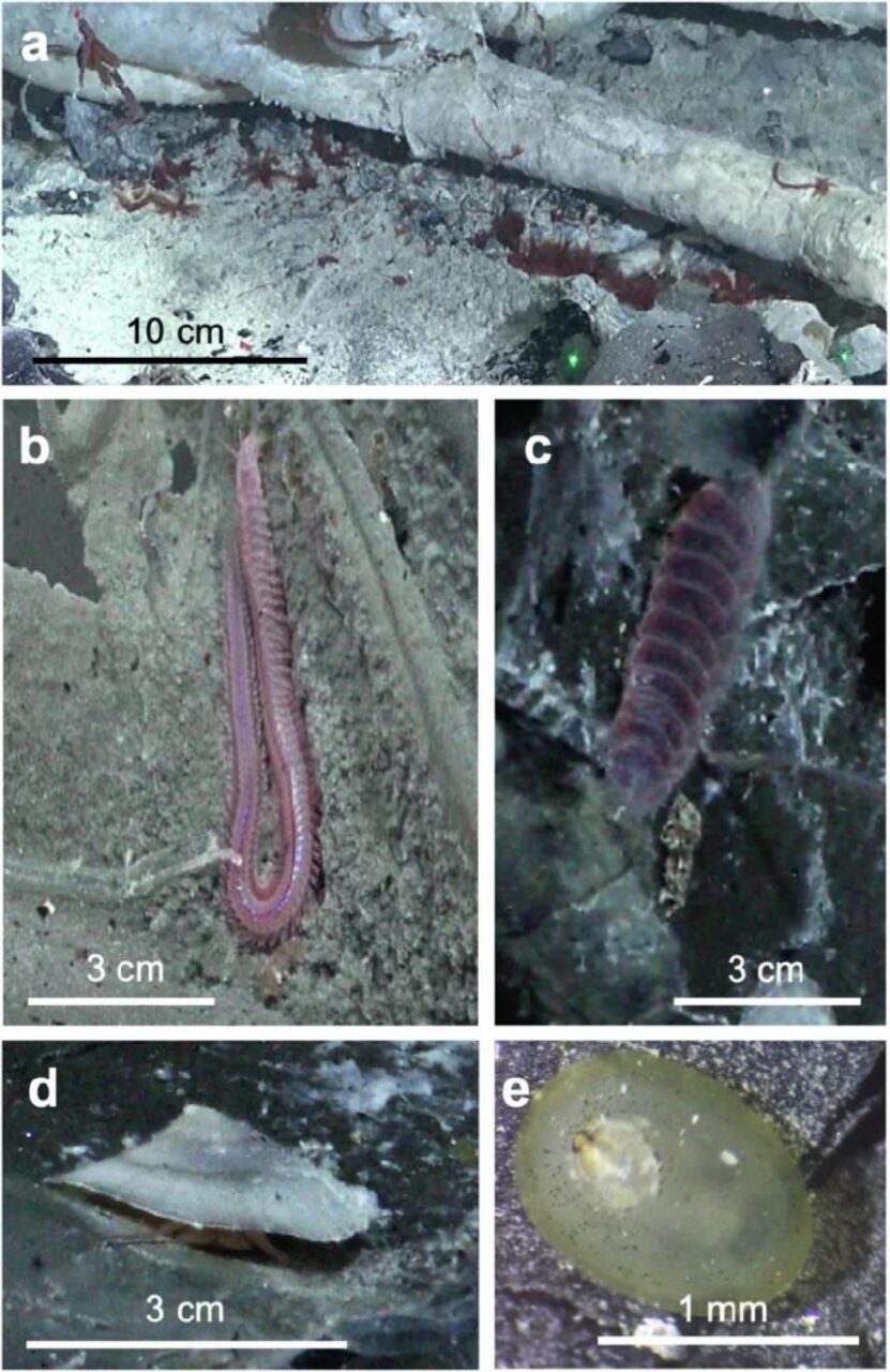 Oamenii de ştiinţă au descoperit viermi GIGANȚI sub scoarţa terestră, pe fundul oceanelor. Unde se află zona vizată