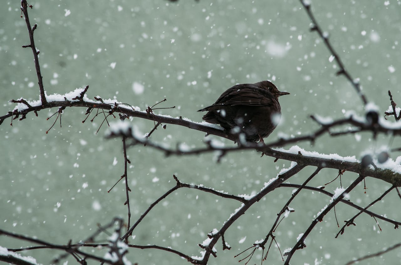 Vremea în România, pe teritoriul țării, în următoarele două săptămâni. Temperaturile scad sub zero grade și se anunță NINSORI