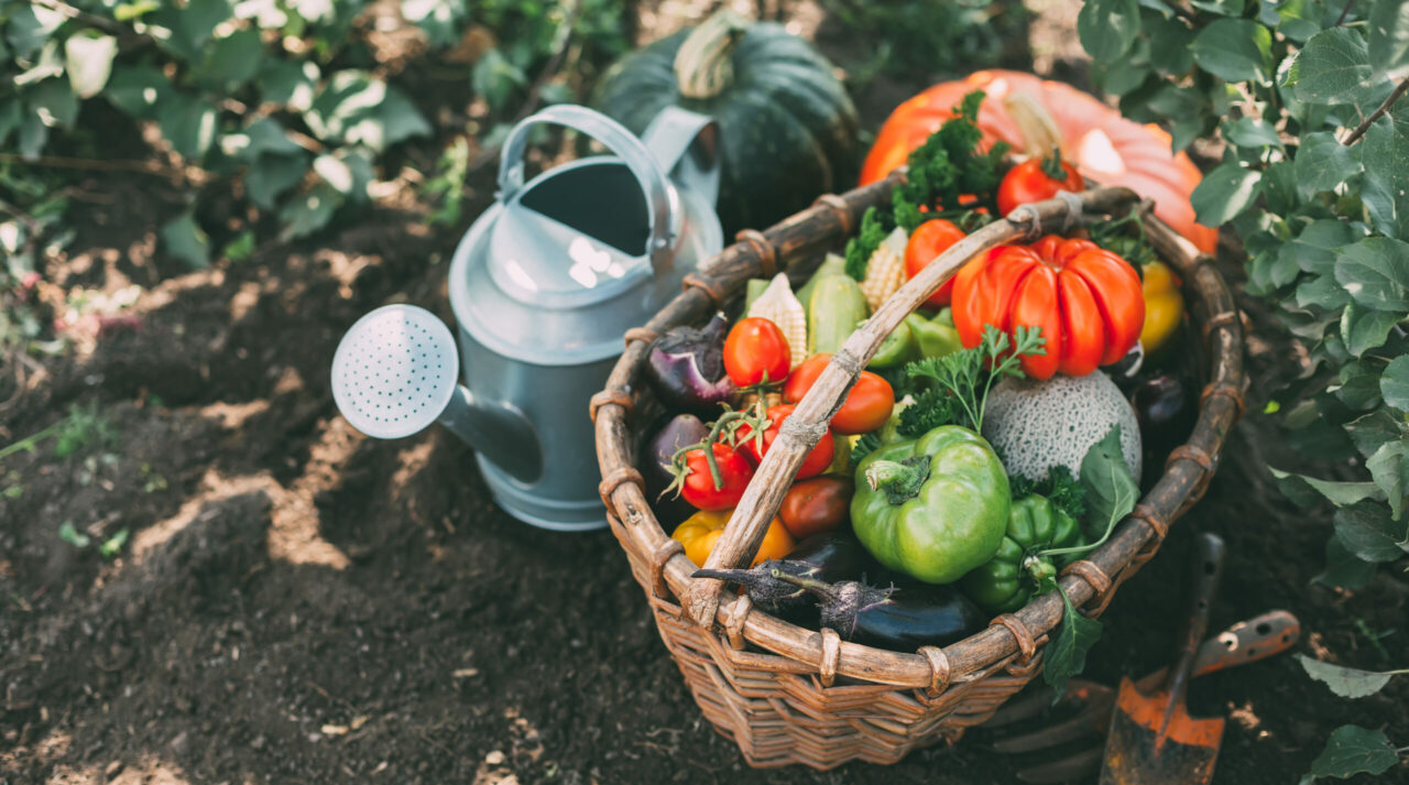 Planta care îți protejează întreaga recoltă din grădină. Se mai numește „Apărătorul Legumelor” și este un remediu vegetal utilizat de sute de ani