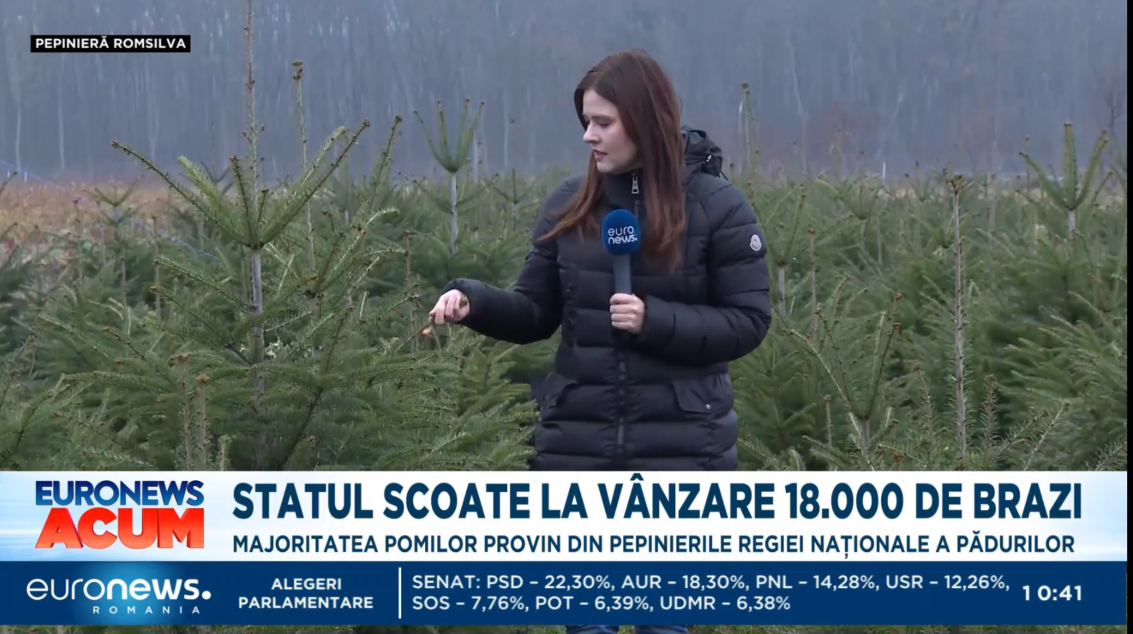 Statul scoate la vânzare peste 18.000 de brazi. Cât costă bradul de CRĂCIUN