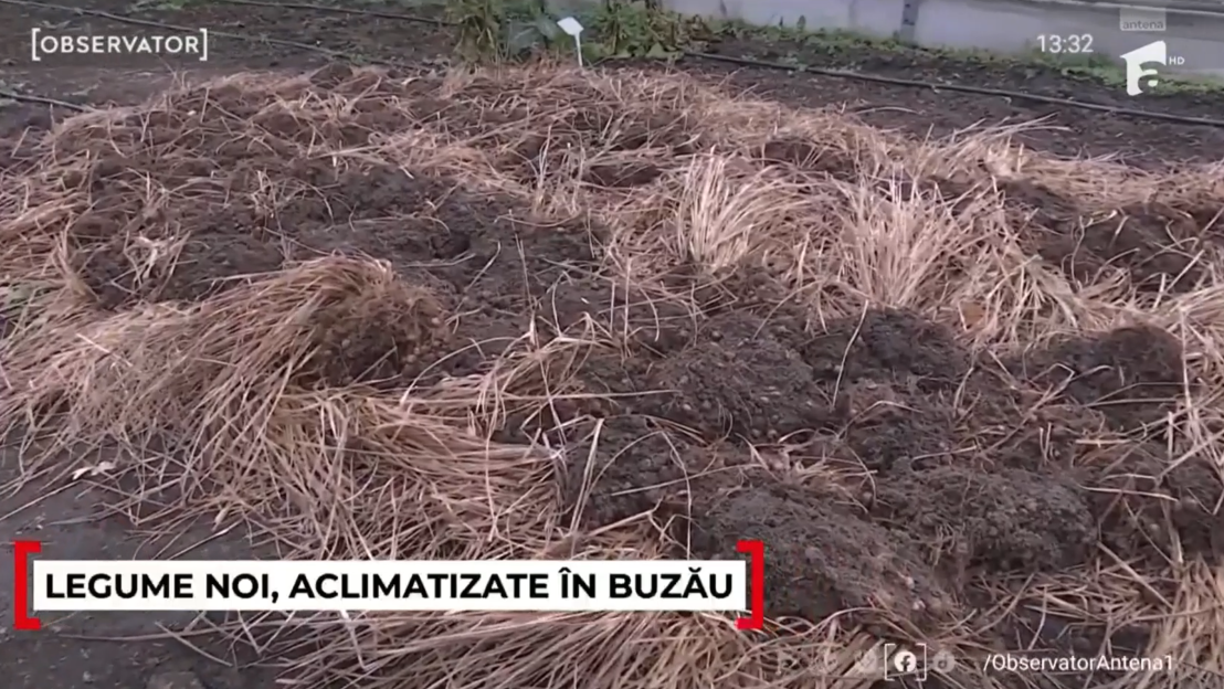 Legume noi, aclimatizate la Buzău. Cum arată fasolea ridiche, salata picantă sau migdalele de pământ