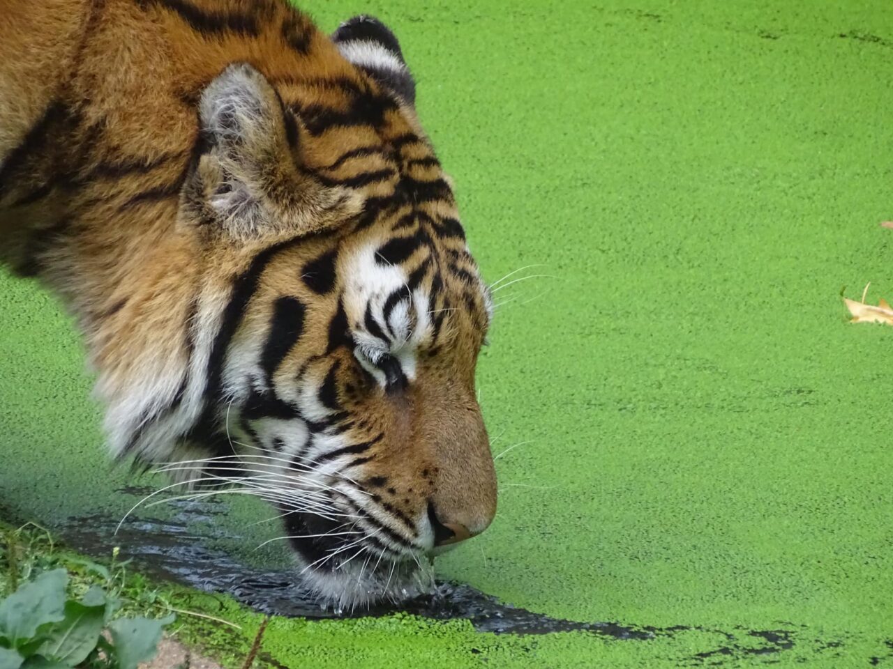 TRAGEDIE la Grădina Zoologică din Pitești! Un angajat a fost omorât de un tigru. Cum s-a întâmplat totul